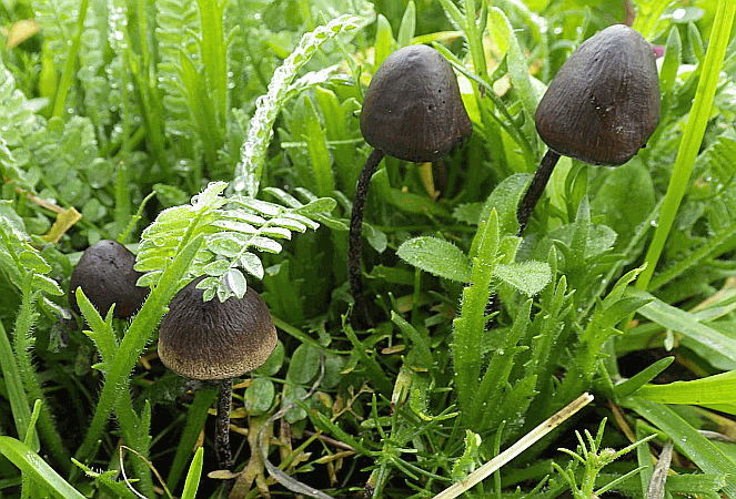 Panaeolus acuminatus = Langstieliger Düngerling auf Briefmarken