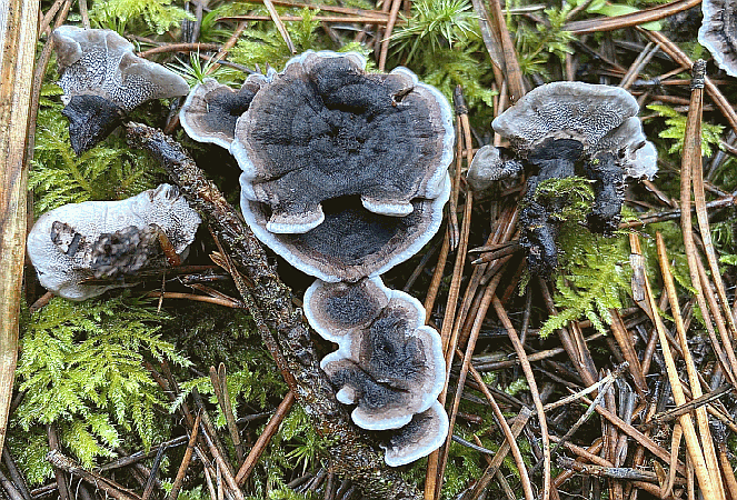 Referenzbild zur Pilzart