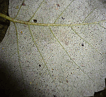 Referenzbild zur Pilzart