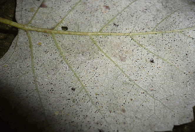 Referenzbild zur Pilzart