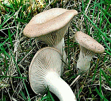 Referenzbild zur Pilzart