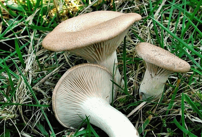 Referenzbild zur Pilzart