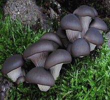 Referenzbild zur Pilzart