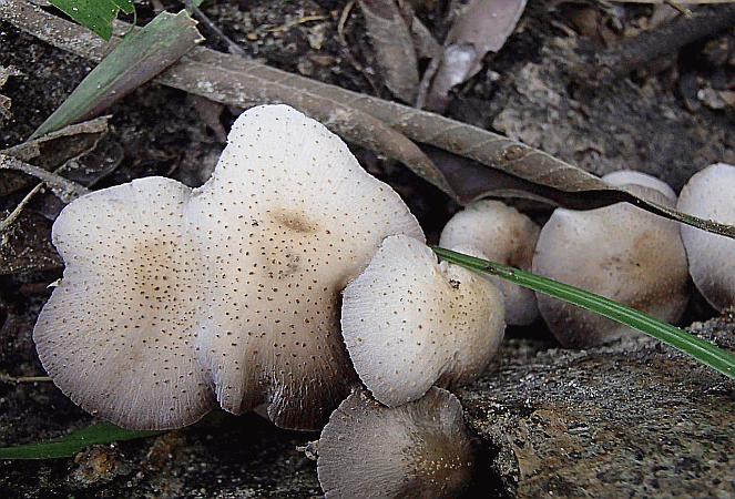 Psathyrella tuberculata = Höckeriger Mürbling auf Briefmarken