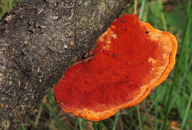 Referenzbild zur Pilzart