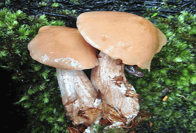 Rhodocollybia laulaha auf Briefmarken