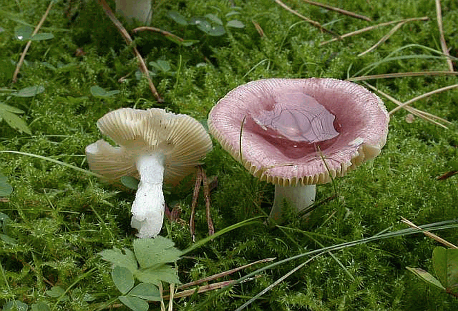 Referenzbild zur Pilzart