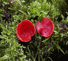 Referenzbild zur Pilzart