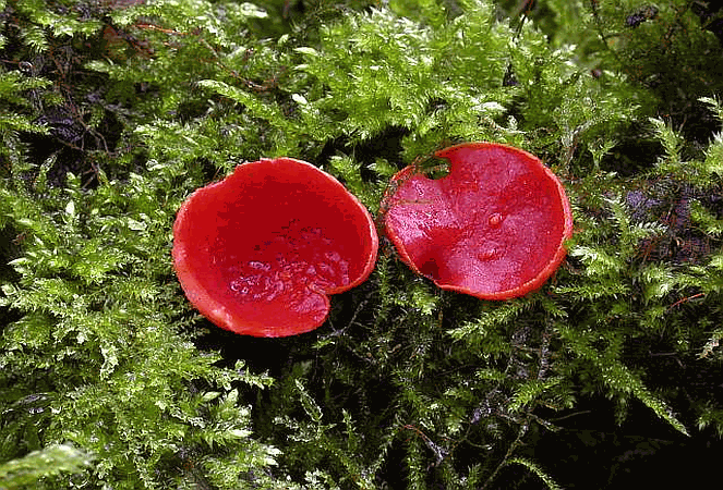 Referenzbild zur Pilzart