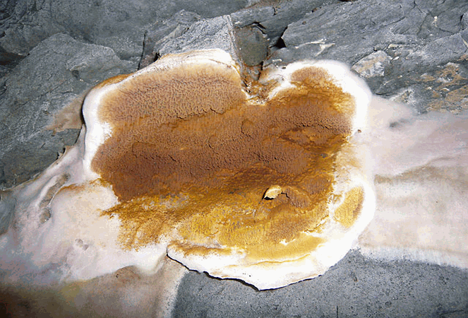 Referenzbild zur Pilzart