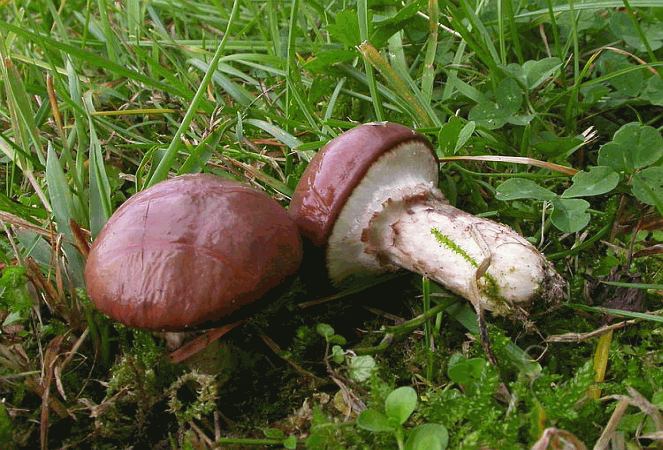 Suillus luteus = Butterpilz auf Briefmarken