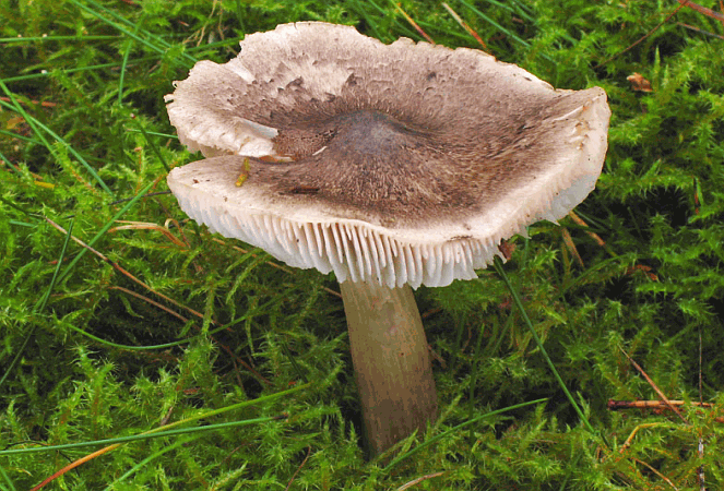 Referenzbild zur Pilzart