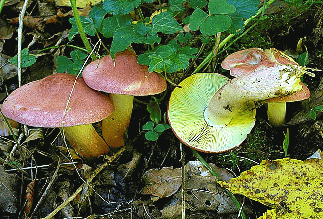 Referenzbild zur Pilzart