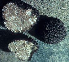 Referenzbild zur Pilzart