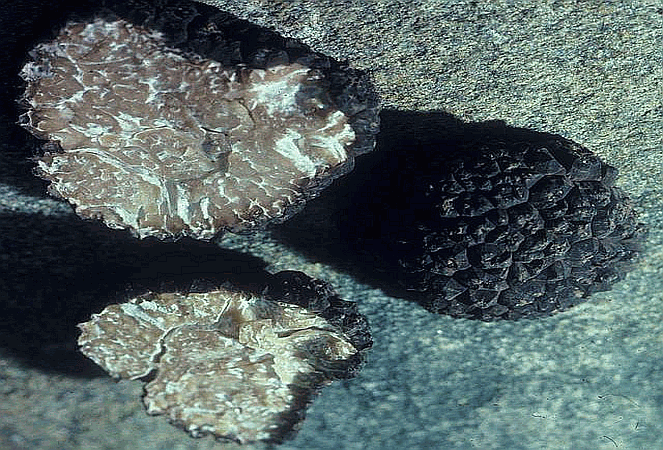 Referenzbild zur Pilzart