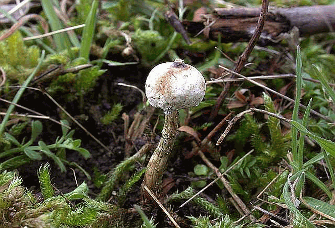 Referenzbild zur Pilzart