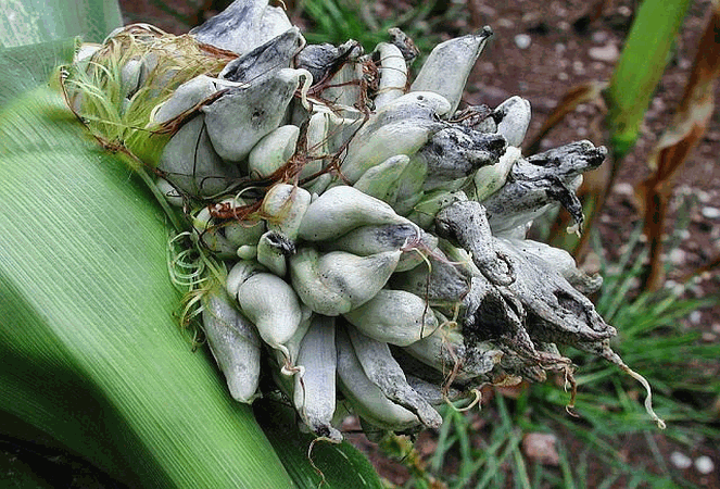 Referenzbild zur Pilzart