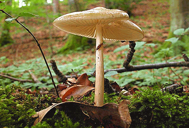 Referenzbild zur Pilzart