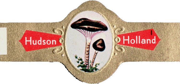 Bauchbinde