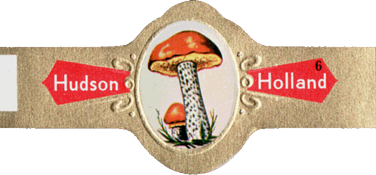 Bauchbinde