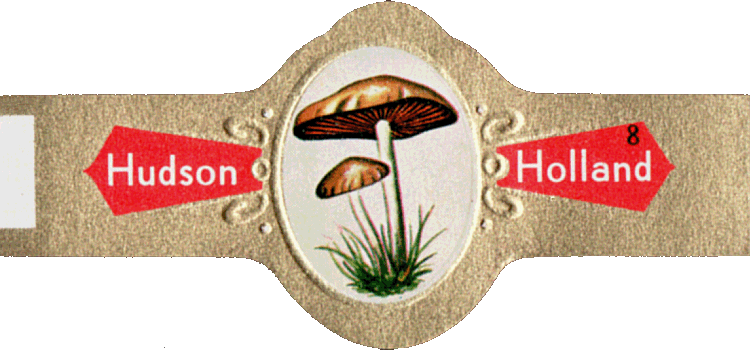 Bauchbinde