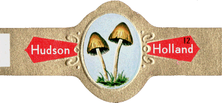 Bauchbinde