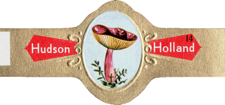 Bauchbinde