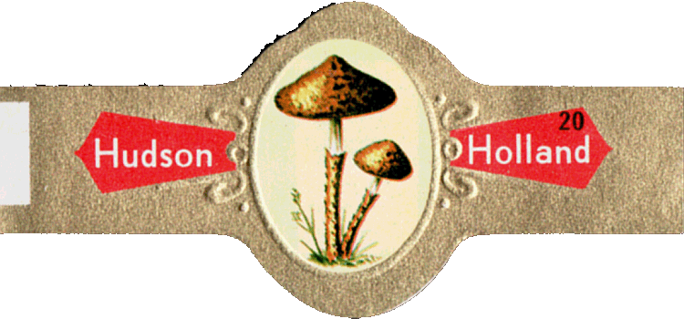 Bauchbinde