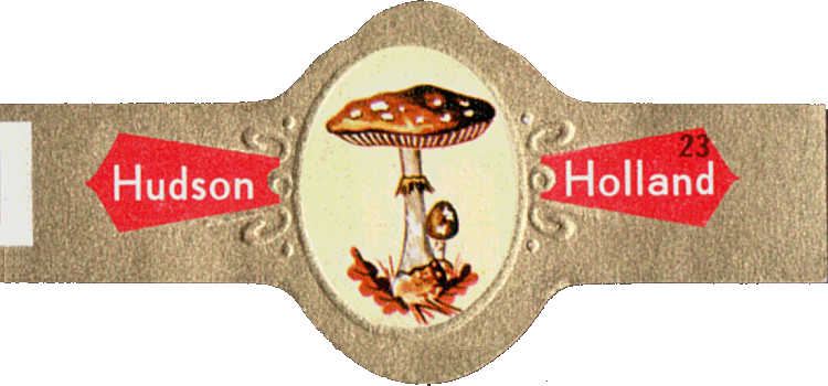 Bauchbinde