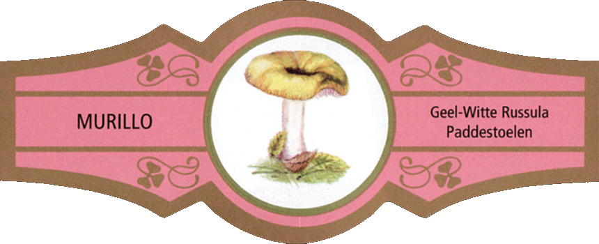 Bauchbinde