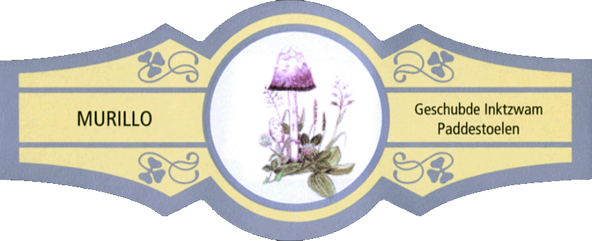 Bauchbinde