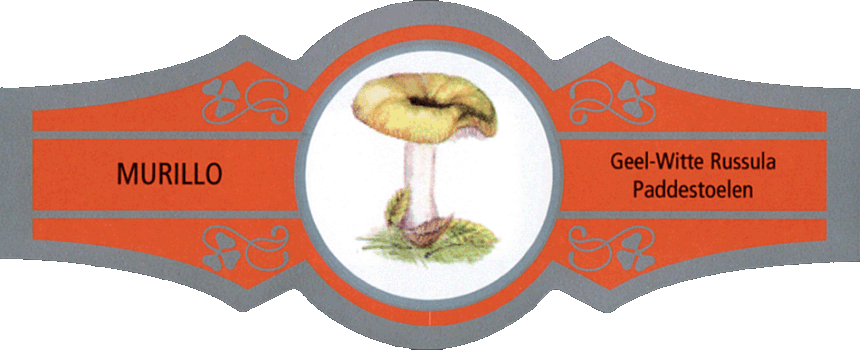 Bauchbinde