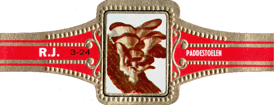 Bauchbinde
