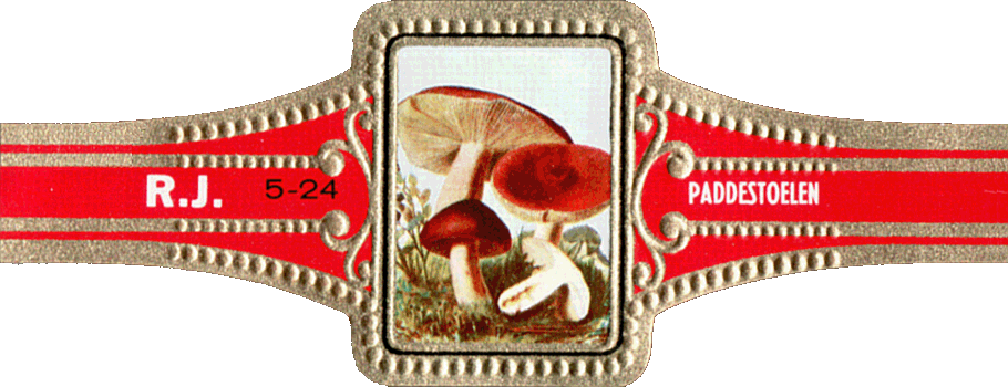 Bauchbinde