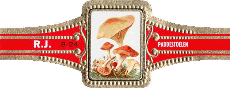 Bauchbinde