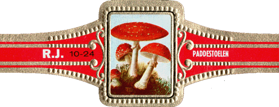 Bauchbinde