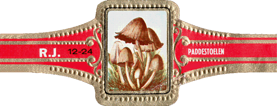 Bauchbinde