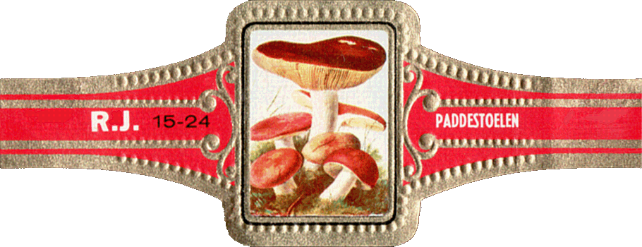 Bauchbinde
