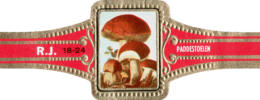 Bauchbinde