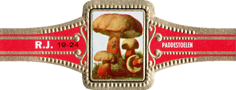 Bauchbinde
