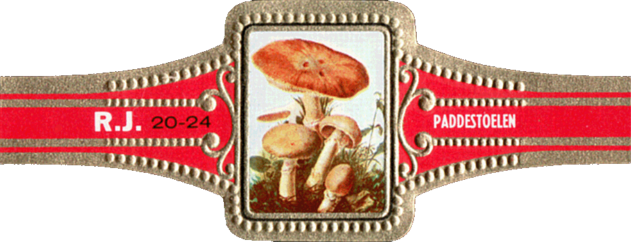Bauchbinde