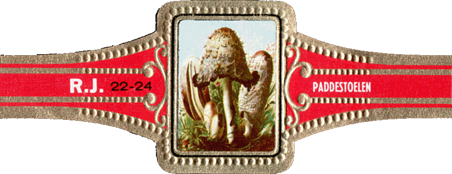 Bauchbinde