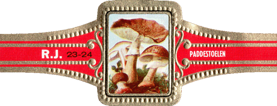 Bauchbinde