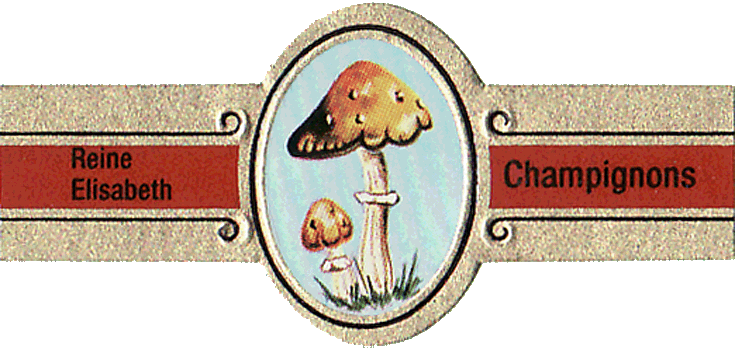 Bauchbinde