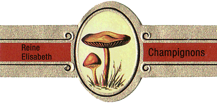Bauchbinde