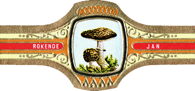 Bauchbinde