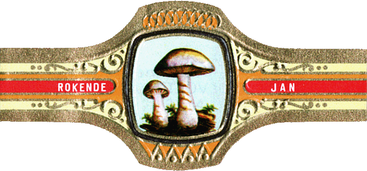 Bauchbinde