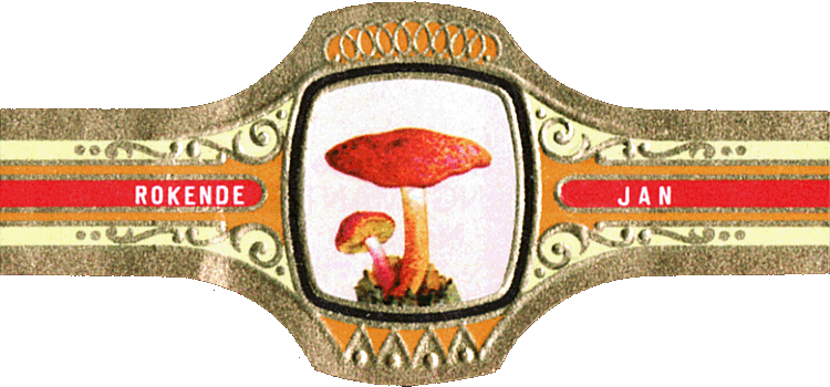 Bauchbinde