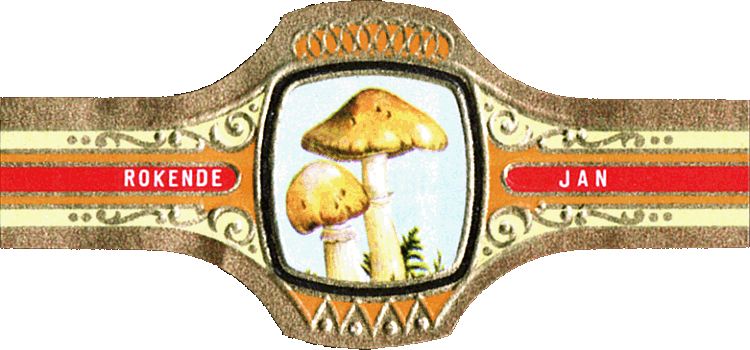 Bauchbinde