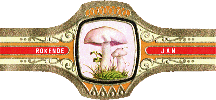 Bauchbinde